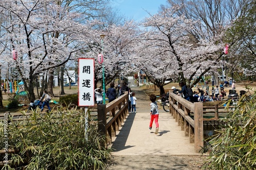 A little boy running on a bridge across a stream and beautiful cherry blossom trees blooming in a park in Saitama, Japan ~ Hanami (admiring Sakura blossoms) is a popular leisure activity in Japan