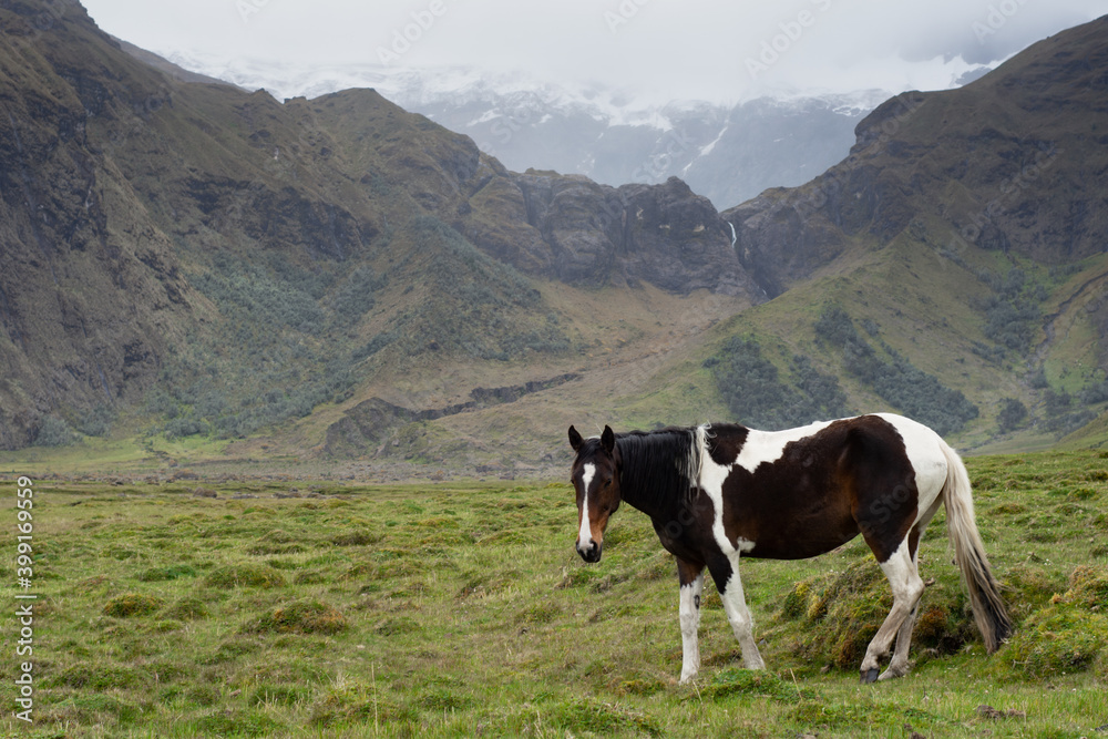 Horse in Collanes Valley, el Altar Ecuador Horse in Collanes Valley, el Altar Ecuador