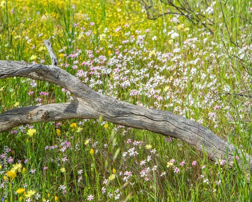 Mullewa, Mid-west wildflower season September 2020 photo