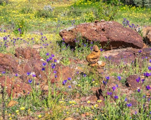 Coalseam Conservation park WA: Mid-west wildflower season September 2020 photo