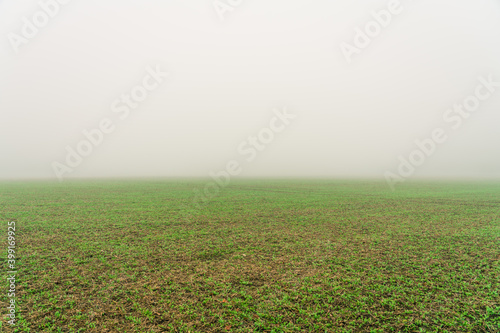 Green meadow with morning fog