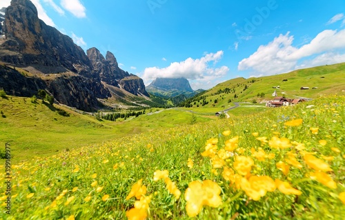 Panoramic view of majestic Dolomiti mountains with lovely wild flowers blooming in the green grassy valley on a bright sunny summer day  Beautiful scenery of Pass Gardena  Trentino  South Tyrol  Italy