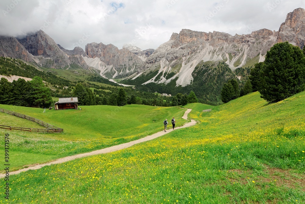 Summer view of a country road and wooden houses with wild flowers blooming in the green grassy meadows and rugged Alpine mountains in background, in Val Gardena, Ortisei, South Tyrol, Dolomites, Italy