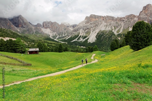 Summer view of a country road and wooden houses with wild flowers blooming in the green grassy meadows and rugged Alpine mountains in background, in Val Gardena, Ortisei, South Tyrol, Dolomites, Italy
