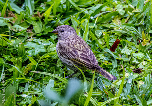 canário-da-terra 
Sicalis flaveola 