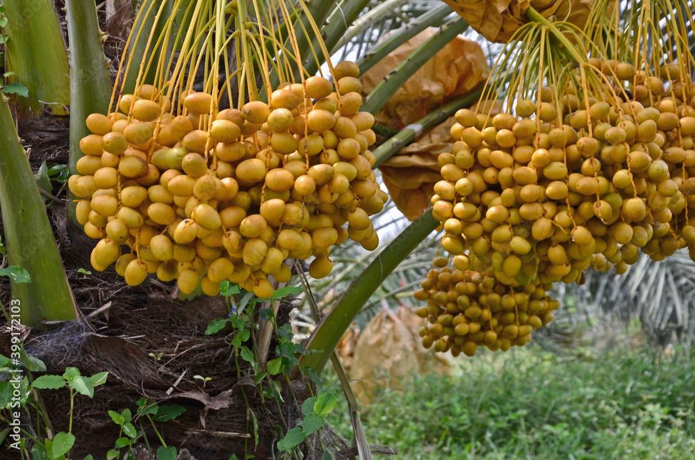 Plenty yellow ripe fruits on the branches of date palm tree