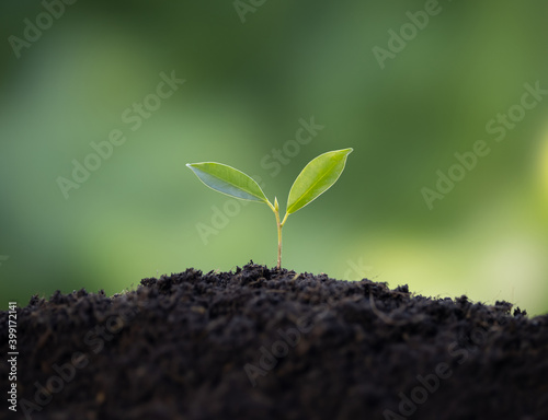 The seedlings igrowing on fertile soil. photo