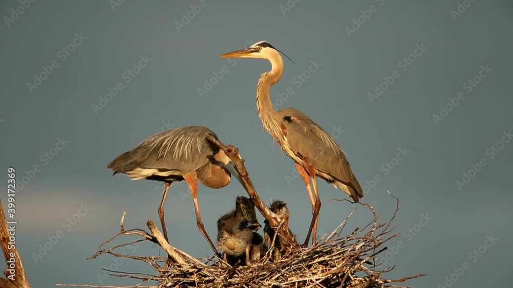 Great Blue Heron adult and young at nest taken in central MN