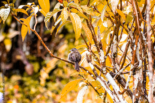 tico-tico
Zonotrichia capensis 