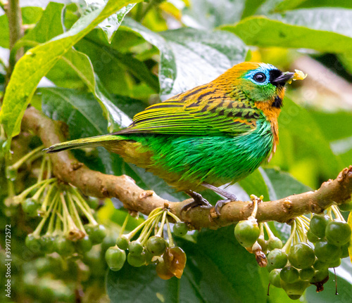 saíra-lagarta 
Tangara desmaresti 