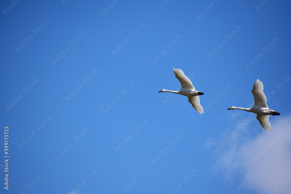Obraz premium 青空を飛ぶ白鳥