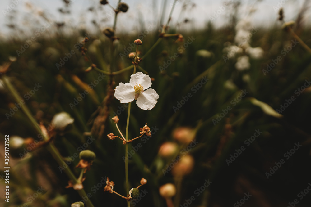 flower flower