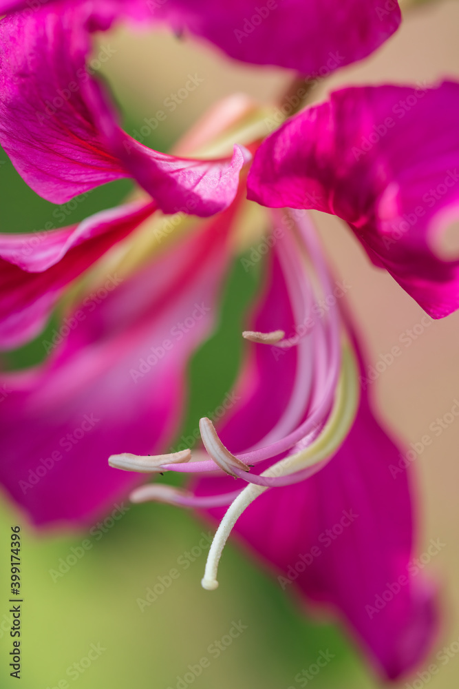 the stamen of Bauhinia flowers the stamen of Bauhinia flowers