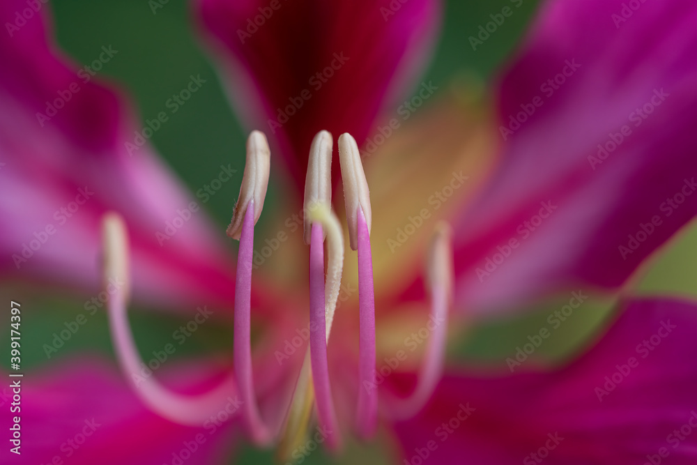 Naklejka premium the stamen of Bauhinia flowers 