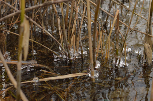 The water turned to ice on the reed stalks in the lake. Icicles. Fall. Frost. Winter is coming soon. Close-up.