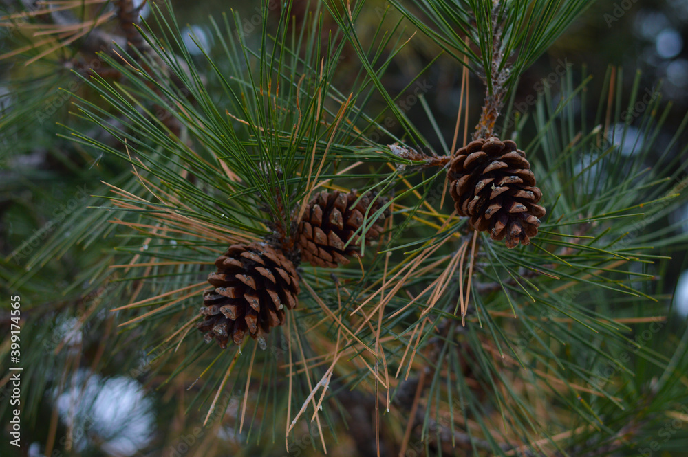 Three big cones on a pine branch. Pine forest. Christmas tree. Winter. Close-up. Wallpaper.