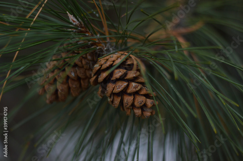 Two pine cones on a branch in the winter forest. Pine forest. Christmas tree. Winter. Close-up. Wallpaper.