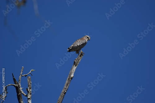 Hawk