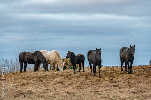 Five horses on a mound with hay landscape copy space