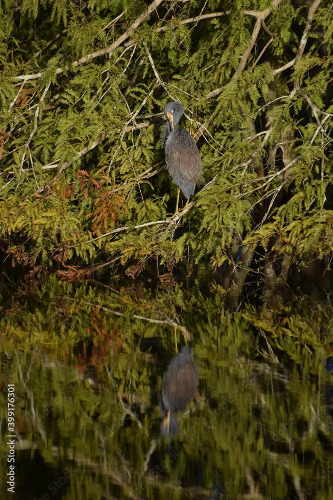 Heron