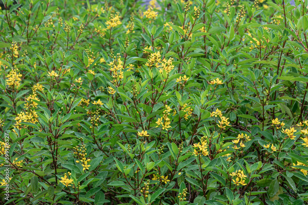 Galphimia glauca plant or Golden Thryallis plant in the garden.Common names gold shower or shower-of-gold, slender goldshower or sometimes thryallis. Galphimia glauca plant or Golden Thryallis plant in the garden.Common names gold shower or shower-of-gold, slender goldshower or sometimes thryallis.