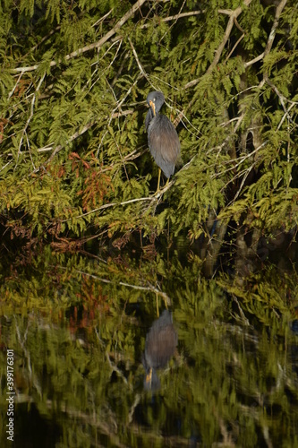 Obraz na płótnie Heron w salonie