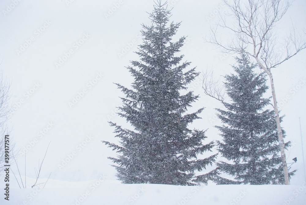 trees covered with snow in winter season trees covered with snow in winter season