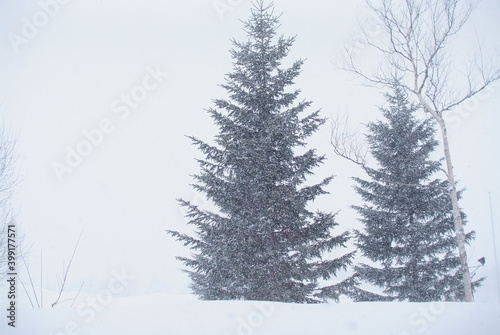 trees covered with snow in winter season