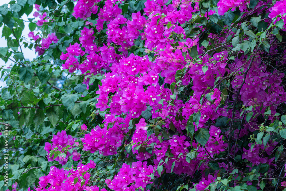 Blooming Magenta bougainvillea flower in a garden.Pink and white bougainvillea flower background. Blooming Magenta bougainvillea flower in a garden.Pink and white bougainvillea flower background.