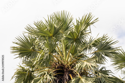 Palm tree in a garden. © alohapatty