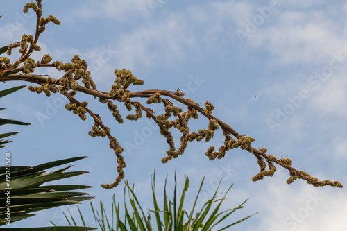 Cuban Petticoat palm tree in a garden(Copernicia macroglossa) Also known as the Cuban palm,Petticoat palm,Jata palm and Jata de Guanabacoa. photo