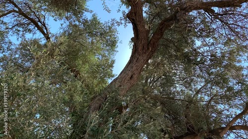 Footage of 1800 years old Aegean olive tree in Sigacik / Seferihisar district in Izmir Province of Turkey. The tree is named 