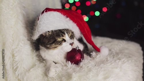 Christmas cat in Santa hat. animal and Christmas decorations. the owner strokes the cat photo