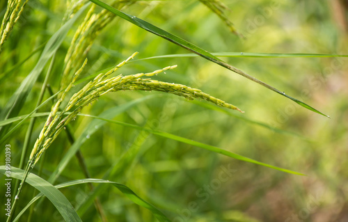 Young green rice seed in rice field,soft focus © khemfoto