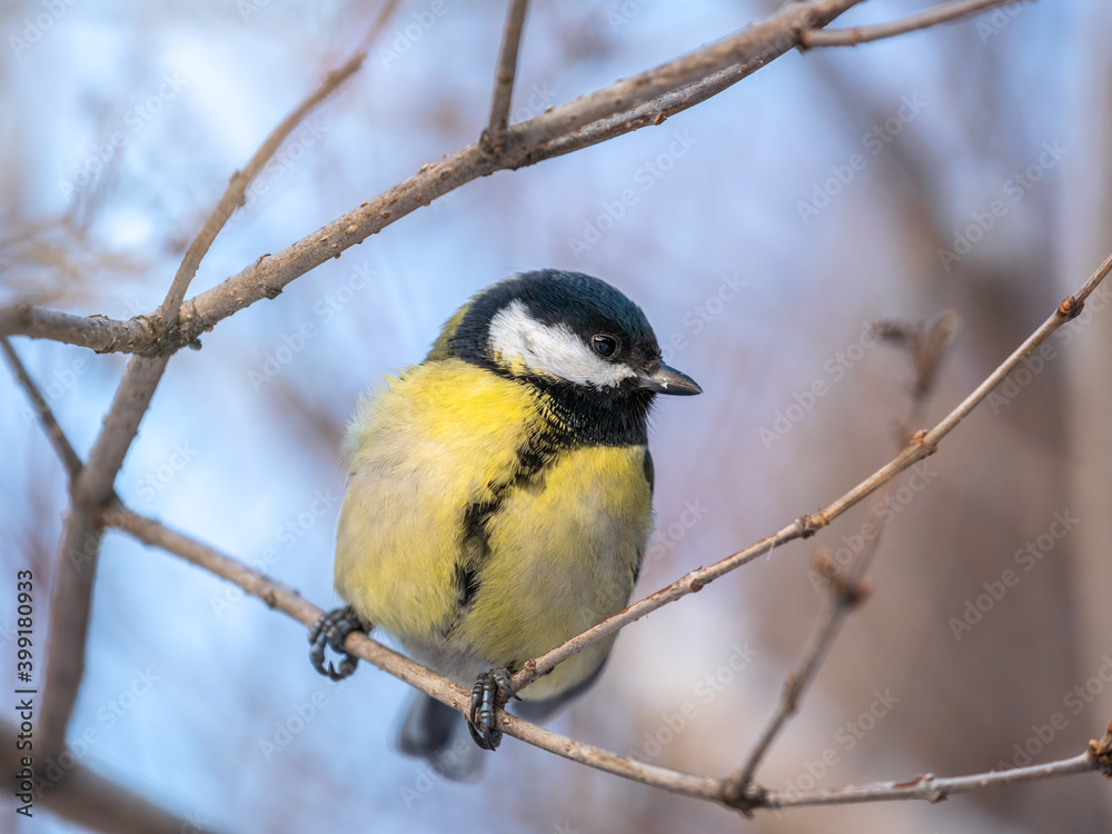 Cute bird Great tit, songbird sitting on a branch without leaves in the autumn or winter. Cute bird Great tit, songbird sitting on a branch without leaves in the autumn or winter.