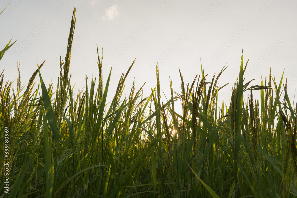 Young green rice seed in rice field,soft focus Young green rice seed in rice field,soft focus