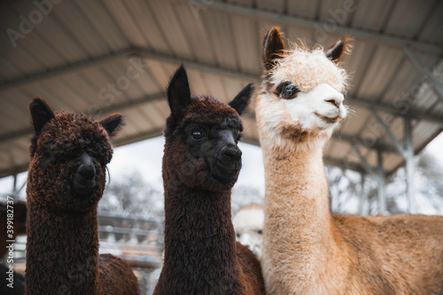 three alpaca