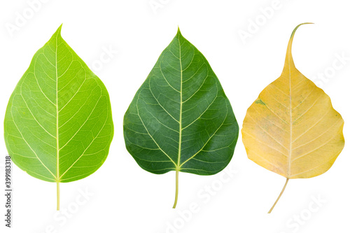 Blurred for Background.Sacred fig leaf (Bo Tree,Ficus religiosa L., Bohhi Tree , Pipal Tree) on white background.Clipping Path. photo