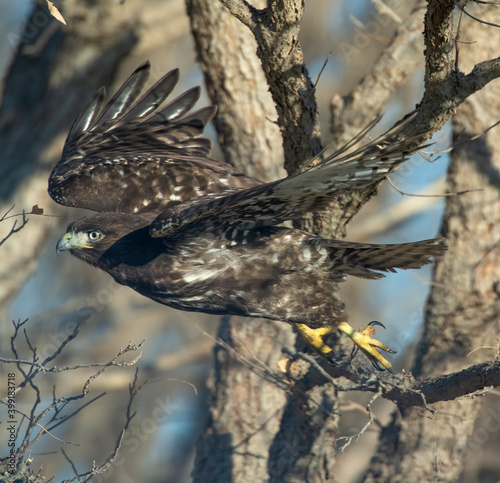 Dark morph Red Tailed Hawk photo