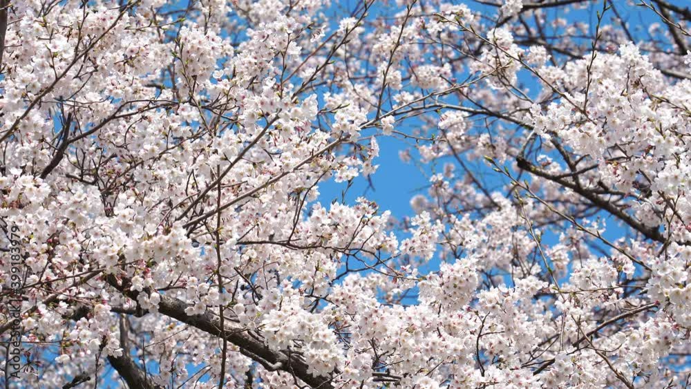桜 染井吉野 桜 染井吉野