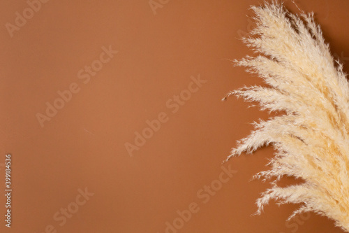 Dry pampas grass reeds agains on brown orange background. Minimal, stylish, trend concept. Copy space. Trend color 2021. photo