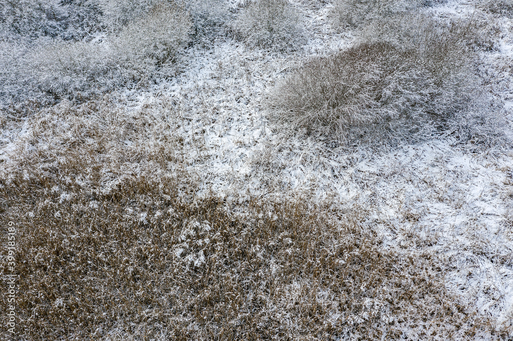 coastal reed grass stand under white snow in winter. aerial photo from flying drone