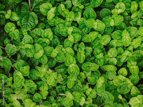 Mint leaves Green herb plant Texture background