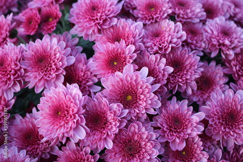 High Angle View Of Pink Flowering Plants called purple Chrysanthemums.