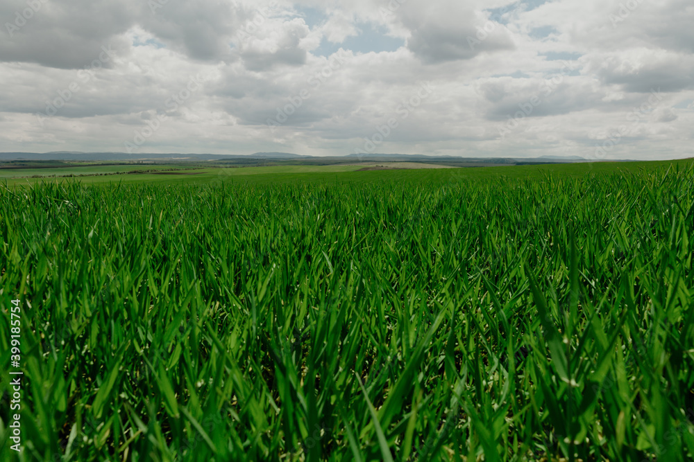 Farmland. Wheat field against blue sky with white clouds. Agriculture scene