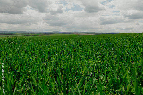 Farmland. Wheat field against blue sky with white clouds. Agriculture scene