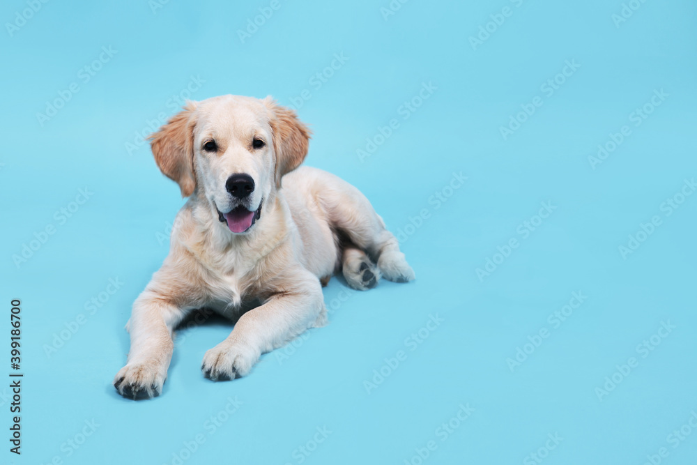 Cute Retriever puppy lies on a blue background and looks at camera. text 2021 year. High quality photo