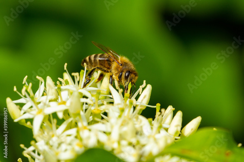 Biene auf dem Blütenstand eines blühenden Strauches (Gartenpflanze Hartriegel) © Guntar Feldmann