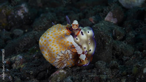 Sea slugs Hypselodoris pulchella and Hypselodoris tryoni and a couple of shrimps -Zenopontonia rex. Underwater macro life of Tulamben, Bali, Indonesia. photo