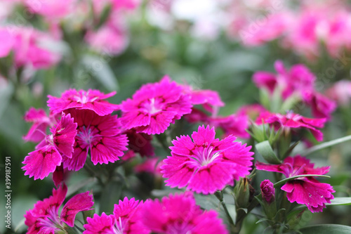 Beautiful natural color flower in garden.